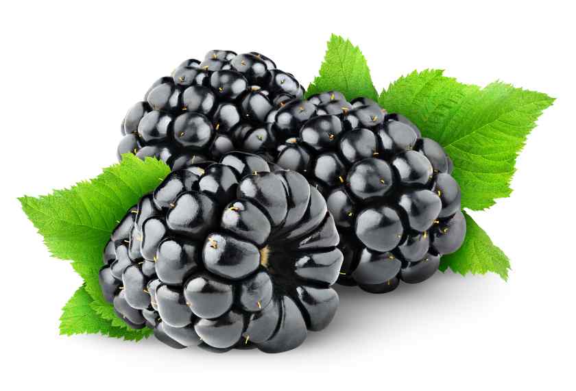 blackberries1